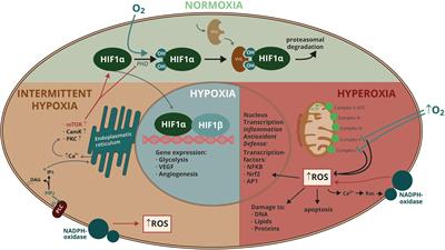 Investigating Disturbances of Oxygen Homeostasis: From Cellular Mechanisms to the Clinical Practice